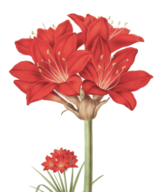 flower-01.png