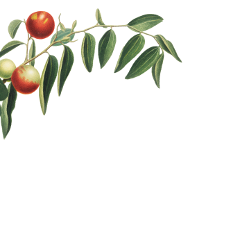 header-image-09.png