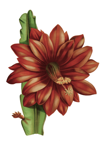 orange-flower.png
